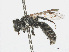  ( - RMNH.INS.553044)  @13 [ ] CreativeCommons - Attribution Non-Commercial Share-Alike (2013) Unspecified Naturalis Biodiversity Center