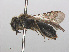  ( - RMNH.INS.553069)  @13 [ ] CreativeCommons - Attribution Non-Commercial Share-Alike (2013) Unspecified Naturalis Biodiversity Center
