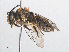  ( - RMNH.INS.553070)  @13 [ ] CreativeCommons - Attribution Non-Commercial Share-Alike (2013) Unspecified Naturalis Biodiversity Center