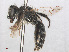 ( - RMNH.INS.553077)  @14 [ ] CreativeCommons - Attribution Non-Commercial Share-Alike (2013) Unspecified Naturalis Biodiversity Center