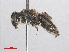 ( - RMNH.INS.553079)  @14 [ ] CreativeCommons - Attribution Non-Commercial Share-Alike (2013) Unspecified Naturalis Biodiversity Center
