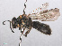 ( - RMNH.INS.553095)  @14 [ ] CreativeCommons - Attribution Non-Commercial Share-Alike (2013) Unspecified Naturalis Biodiversity Center