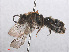  ( - RMNH.INS.553096)  @12 [ ] CreativeCommons - Attribution Non-Commercial Share-Alike (2013) Unspecified Naturalis Biodiversity Center