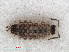  ( - RMNH.CRUS.I.7247)  @11 [ ] CreativeCommons - Attribution Non-Commercial Share-Alike (2013) Unspecified Naturalis Biodiversity Center