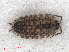  ( - RMNH.CRUS.I.7249)  @11 [ ] CreativeCommons - Attribution Non-Commercial Share-Alike (2013) Unspecified Naturalis Biodiversity Center
