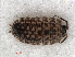  ( - RMNH.CRUS.I.7250)  @11 [ ] CreativeCommons - Attribution Non-Commercial Share-Alike (2013) Unspecified Naturalis Biodiversity Center