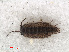  ( - RMNH.CRUS.I.7307)  @11 [ ] CreativeCommons - Attribution Non-Commercial Share-Alike (2013) Unspecified Naturalis Biodiversity Center