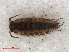  ( - RMNH.CRUS.I.7309)  @11 [ ] CreativeCommons - Attribution Non-Commercial Share-Alike (2013) Unspecified Naturalis Biodiversity Center