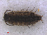  ( - RMNH.CRUS.I.7318)  @11 [ ] CreativeCommons - Attribution Non-Commercial Share-Alike (2013) Unspecified Naturalis Biodiversity Center