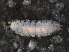  ( - RMNH.CRUS.I.7323)  @11 [ ] CreativeCommons - Attribution Non-Commercial Share-Alike (2013) Unspecified Naturalis Biodiversity Center