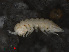  ( - RMNH.CRUS.I.7346)  @11 [ ] CreativeCommons - Attribution Non-Commercial Share-Alike (2013) Unspecified Naturalis Biodiversity Center