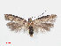  ( - RMNH.INS.538488)  @14 [ ] CreativeCommons - Attribution Non-Commercial Share-Alike (2012) Unspecified Naturalis, Biodiversity Centre