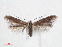  ( - RMNH.INS.538498)  @14 [ ] CreativeCommons - Attribution Non-Commercial Share-Alike (2012) Unspecified Naturalis, Biodiversity Centre
