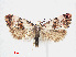  ( - RMNH.INS.538503)  @14 [ ] CreativeCommons - Attribution Non-Commercial Share-Alike (2012) Unspecified Naturalis, Biodiversity Centre