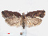  ( - RMNH.INS.538526)  @14 [ ] CreativeCommons - Attribution Non-Commercial Share-Alike (2012) Unspecified Naturalis, Biodiversity Centre