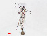  ( - RMNH.INS.538551)  @12 [ ] CreativeCommons - Attribution Non-Commercial Share-Alike (2012) Unspecified Naturalis, Biodiversity Centre