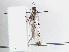  ( - RMNH.INS.538551)  @12 [ ] CreativeCommons - Attribution Non-Commercial Share-Alike (2012) Unspecified Naturalis, Biodiversity Centre