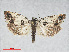  ( - RMNH.INS.538587)  @14 [ ] CreativeCommons - Attribution Non-Commercial Share-Alike (2014) Unspecified Naturalis, Biodiversity Centre