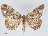  ( - RMNH.INS.538603)  @13 [ ] CreativeCommons - Attribution Non-Commercial Share-Alike (2014) Unspecified Naturalis, Biodiversity Centre