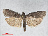 ( - RMNH.INS.538614)  @13 [ ] CreativeCommons - Attribution Non-Commercial Share-Alike (2014) Unspecified Naturalis, Biodiversity Centre