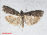  ( - RMNH.INS.538615)  @13 [ ] CreativeCommons - Attribution Non-Commercial Share-Alike (2014) Unspecified Naturalis, Biodiversity Centre