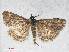  ( - RMNH.INS.538620)  @14 [ ] CreativeCommons - Attribution Non-Commercial Share-Alike (2014) Unspecified Naturalis, Biodiversity Centre