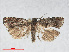  ( - RMNH.INS.538630)  @13 [ ] CreativeCommons - Attribution Non-Commercial Share-Alike (2014) Unspecified Naturalis, Biodiversity Centre