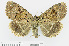  ( - RMNH.INS.538634)  @13 [ ] CreativeCommons - Attribution Non-Commercial Share-Alike (2014) Unspecified Naturalis, Biodiversity Centre