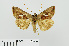  ( - RMNH.INS.538651)  @13 [ ] CreativeCommons - Attribution Non-Commercial Share-Alike (2014) Unspecified Naturalis, Biodiversity Centre