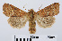  (Orthosia cerasi - RMNH.INS.538671)  @15 [ ] Unspecified (default): All Rights Reserved  Unspecified Unspecified