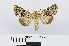 ( - RMNH.INS.538688)  @14 [ ] Unspecified (default): All Rights Reserved  Unspecified Unspecified