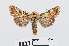  ( - RMNH.INS.538706)  @11 [ ] Unspecified (default): All Rights Reserved  Unspecified Unspecified
