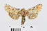  ( - RMNH.INS.538717)  @11 [ ] Unspecified (default): All Rights Reserved  Unspecified Unspecified