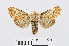 ( - RMNH.INS.538721)  @11 [ ] Unspecified (default): All Rights Reserved  Unspecified Unspecified