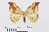  ( - RMNH.INS.538724)  @13 [ ] Unspecified (default): All Rights Reserved  Unspecified Unspecified