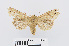  ( - RMNH.INS.538726)  @13 [ ] Unspecified (default): All Rights Reserved  Unspecified Unspecified