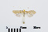  ( - RMNH.INS.538735)  @13 [ ] CreativeCommons - Attribution Non-Commercial Share-Alike (2014) Unspecified Naturalis, Biodiversity Centre