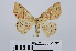  ( - RMNH.INS.538750)  @13 [ ] Unspecified (default): All Rights Reserved  Unspecified Unspecified