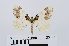  ( - RMNH.INS.538752)  @13 [ ] Unspecified (default): All Rights Reserved  Unspecified Unspecified