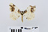  ( - RMNH.INS.538753)  @13 [ ] Unspecified (default): All Rights Reserved  Unspecified Unspecified