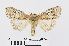  ( - RMNH.INS.538779)  @13 [ ] Unspecified (default): All Rights Reserved  Unspecified Unspecified