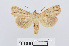  ( - RMNH.INS.538838)  @13 [ ] Unspecified (default): All Rights Reserved  Unspecified Unspecified