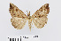  (Hypena proboscidalis - RMNH.INS.538849)  @15 [ ] Unspecified (default): All Rights Reserved  Unspecified Unspecified
