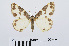  ( - RMNH.INS.538857)  @13 [ ] Unspecified (default): All Rights Reserved  Unspecified Unspecified