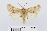  ( - RMNH.INS.538858)  @13 [ ] Unspecified (default): All Rights Reserved  Unspecified Unspecified
