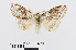  ( - RMNH.INS.538861)  @13 [ ] Unspecified (default): All Rights Reserved  Unspecified Unspecified