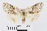  ( - RMNH.INS.538863)  @13 [ ] Unspecified (default): All Rights Reserved  Unspecified Unspecified