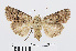  ( - RMNH.INS.538870)  @14 [ ] Unspecified (default): All Rights Reserved  Unspecified Unspecified