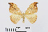  ( - RMNH.INS.538879)  @13 [ ] Unspecified (default): All Rights Reserved  Unspecified Unspecified