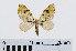  ( - RMNH.INS.538899)  @13 [ ] Unspecified (default): All Rights Reserved  Unspecified Unspecified